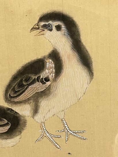D'après LI-TI
Oisillons
Reproduction sur...