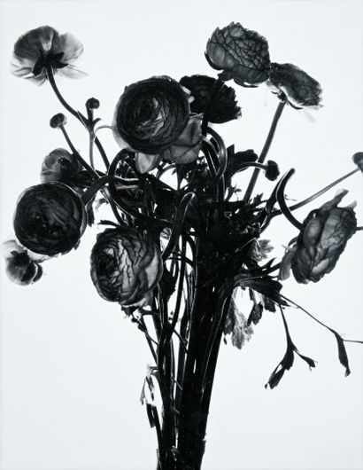 Valérie BELIN (1964)
Flowers, 1998
27 x 21...