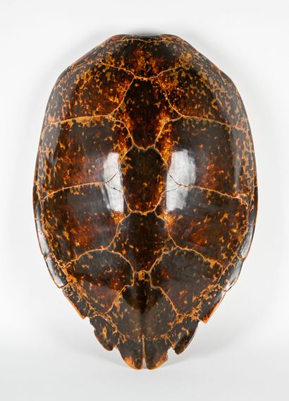 Carapace of the hawksbill turtle (Eretmochelys...