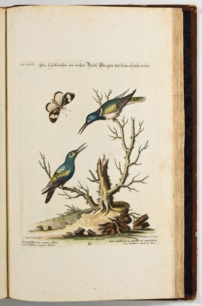 [OISEAUX - ORNITHOLOGIE]. SELIGMANN (Johann...