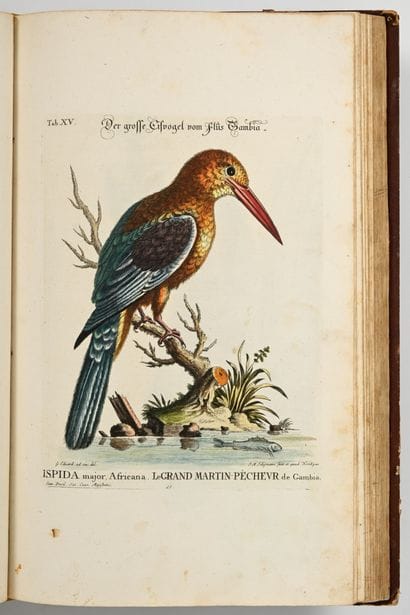 [OISEAUX - ORNITHOLOGIE]. SELIGMANN (Johann...