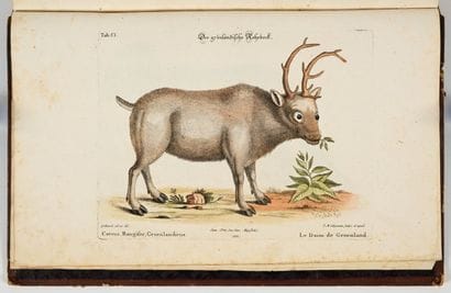 [OISEAUX - ORNITHOLOGIE]. SELIGMANN (Johann...