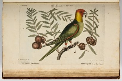 [OISEAUX - ORNITHOLOGIE]. SELIGMANN (Johann...