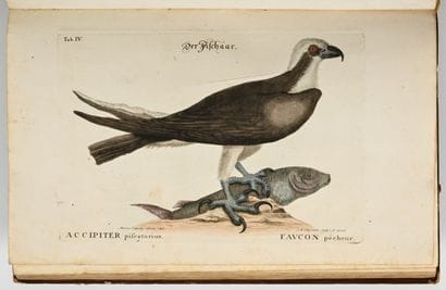 [OISEAUX - ORNITHOLOGIE]. SELIGMANN (Johann...