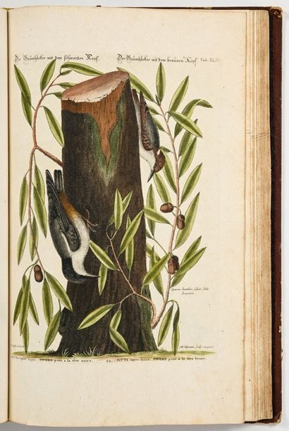 [OISEAUX - ORNITHOLOGIE]. SELIGMANN (Johann...