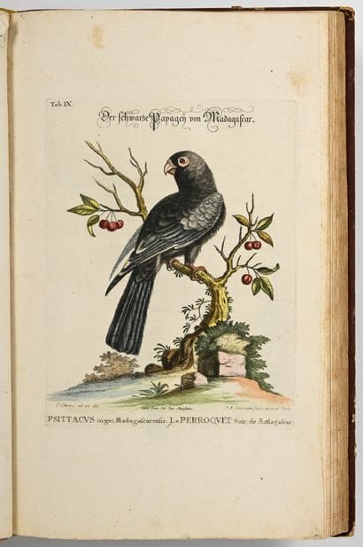 [OISEAUX - ORNITHOLOGIE]. SELIGMANN (Johann...