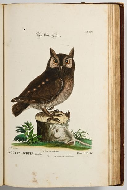 [OISEAUX - ORNITHOLOGIE]. SELIGMANN (Johann...