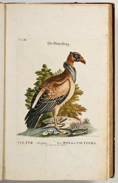 [OISEAUX - ORNITHOLOGIE]. SELIGMANN (Johann...