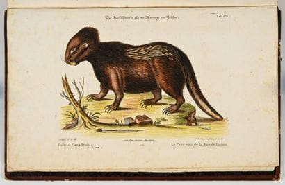 [OISEAUX - ORNITHOLOGIE]. SELIGMANN (Johann...