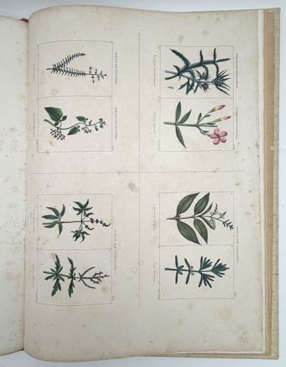 [ALGÉRIE]. CHAMPY (P.). FLORE DE L'ALGÉRIE,...