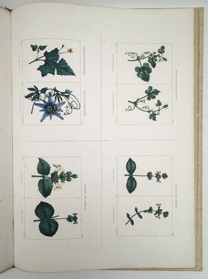 [ALGÉRIE]. CHAMPY (P.). FLORE DE L'ALGÉRIE,...