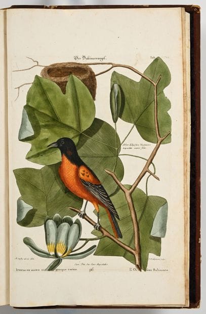 [OISEAUX - ORNITHOLOGIE]. SELIGMANN (Johann...