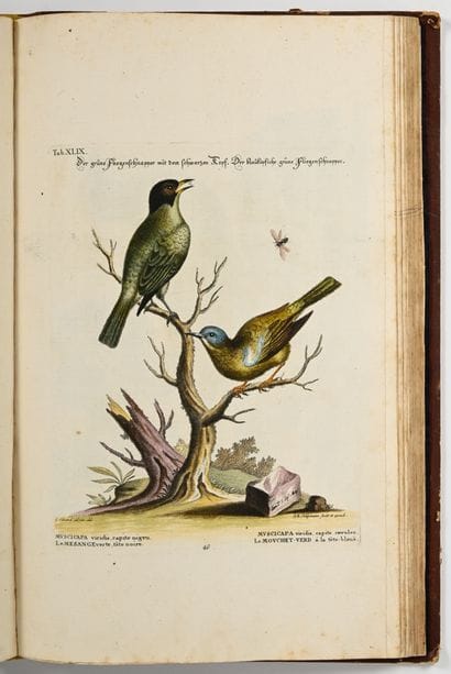 [OISEAUX - ORNITHOLOGIE]. SELIGMANN (Johann...
