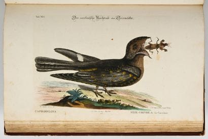 [OISEAUX - ORNITHOLOGIE]. SELIGMANN (Johann...