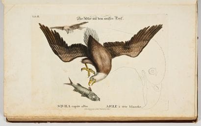 [OISEAUX - ORNITHOLOGIE]. SELIGMANN (Johann...