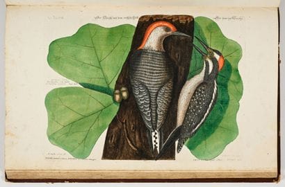 [OISEAUX - ORNITHOLOGIE]. SELIGMANN (Johann...