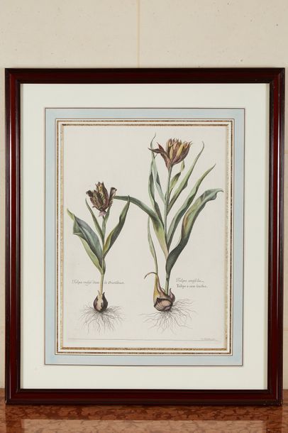 Trois planches de botanique aquarellées d'après...