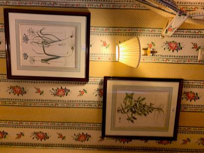 Cinq planches de botanique aquarellées d'après...