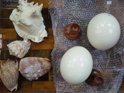 Lot de coquillages et deux oeufs d'autru...
