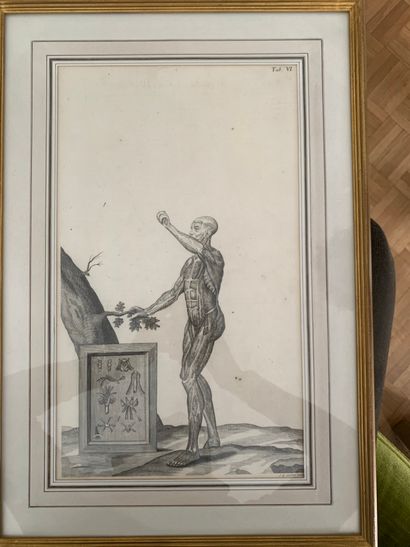 18th century FRENCH school

Anatomical plate...