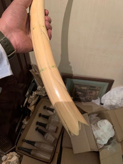 
Carved ivory tusk in the shape of a lotus.

(text...