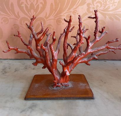 Corail rouge monté

Hauteur : 14 cm