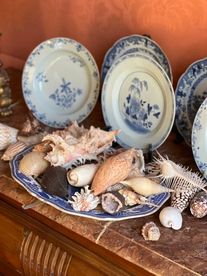 Collection de coquillage, une rose des sables...