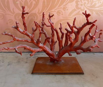 Corail rouge monté

Hauteur : 14 cm