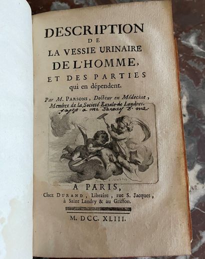 Description de la vessie urinaire de l'homme...
