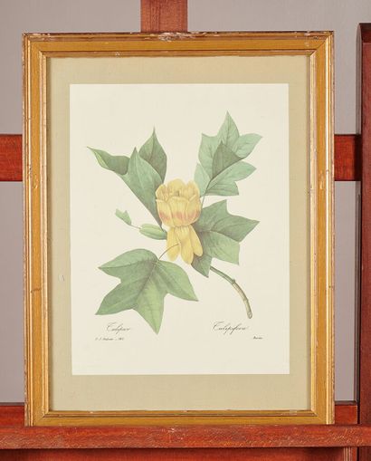A lot of prints of flowers and birds, reproductions....