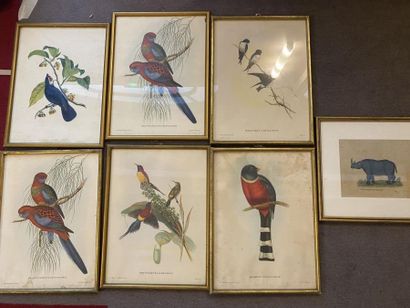 Six engravings in colors representing birds...