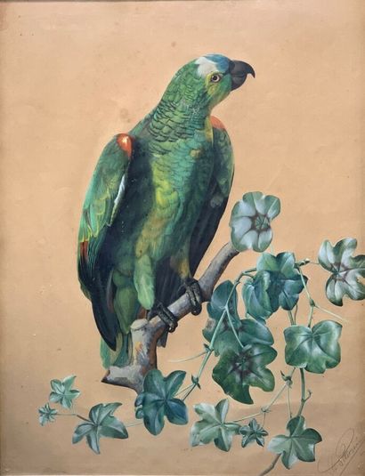 School of the XIXth century
Parrot on a branch
Watercolor,...