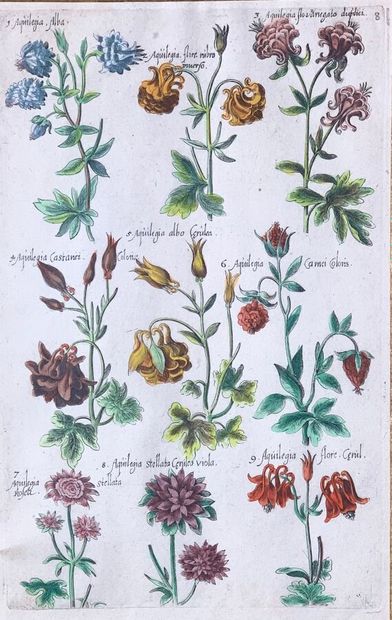 Suite of three color engravings depicting...