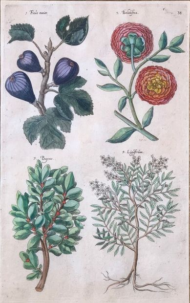 Suite of three color engravings depicting...