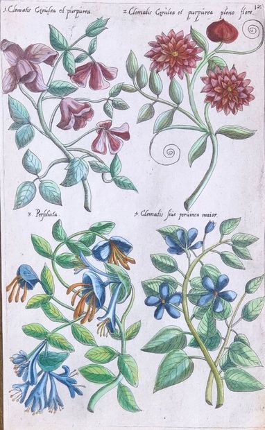 Suite of three color engravings depicting...