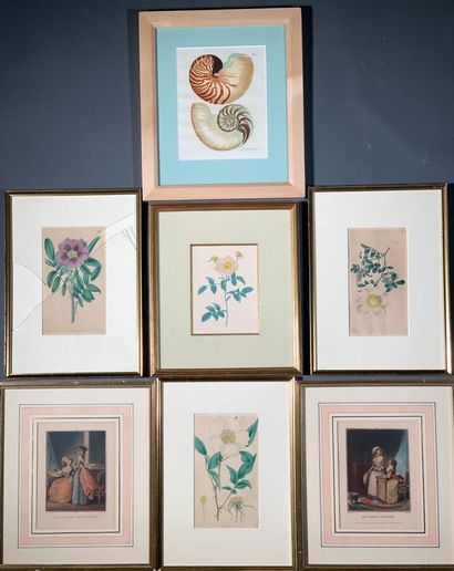 Set of framed pieces. Flowers, shells and...