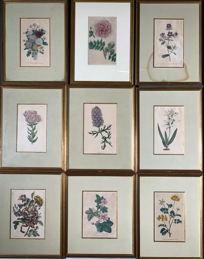 Set of nine color engravings of flowers....