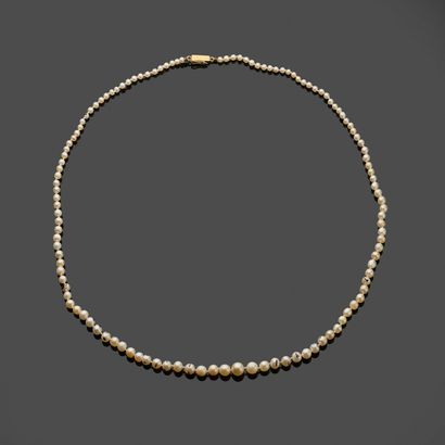 Necklace of fine pearls, clasp in 18k (750...