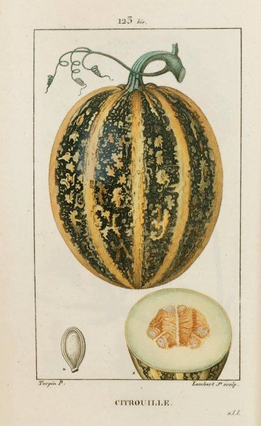 CHAUMETON.- TURPIN.
Flore médicale décrite...
