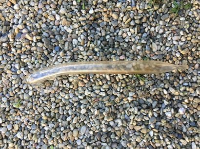 Deux pipettes en verre. Longueur : 47 cm...