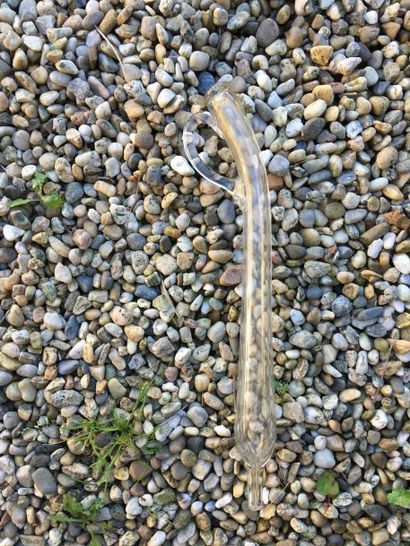 Deux pipettes en verre. Longueur : 47 cm...
