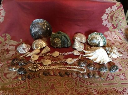 Un lot de coquillages divers.