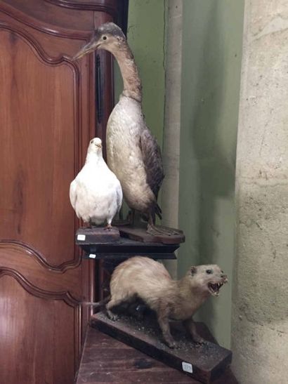 Lots d'animaux empaillés. Un héron, un furet...