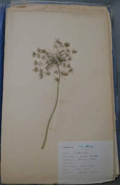 Bel herbier du XIXe siècle (d'André Mercier).
Nombreuses...