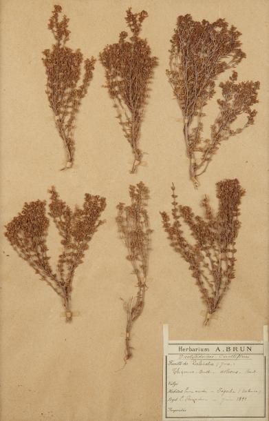 Six planches d'herbier portant les étiquettes...