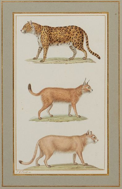 Deux cadres contenant chacun trois dessins...
