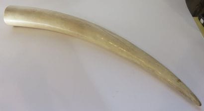 Défense d'éléphant brute - Poids: 4,8 kg...