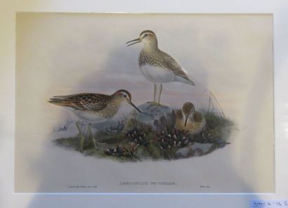John GOULD, 1804-1881
Bécasseau tacheté -...