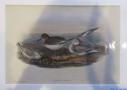 John GOULD, 1804-1881
Bécasseau sanderling...
