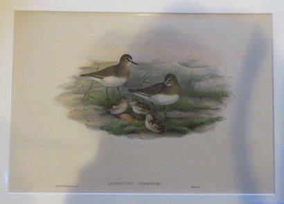John GOULD, 1804-1881
Bécasseau de Temminek...